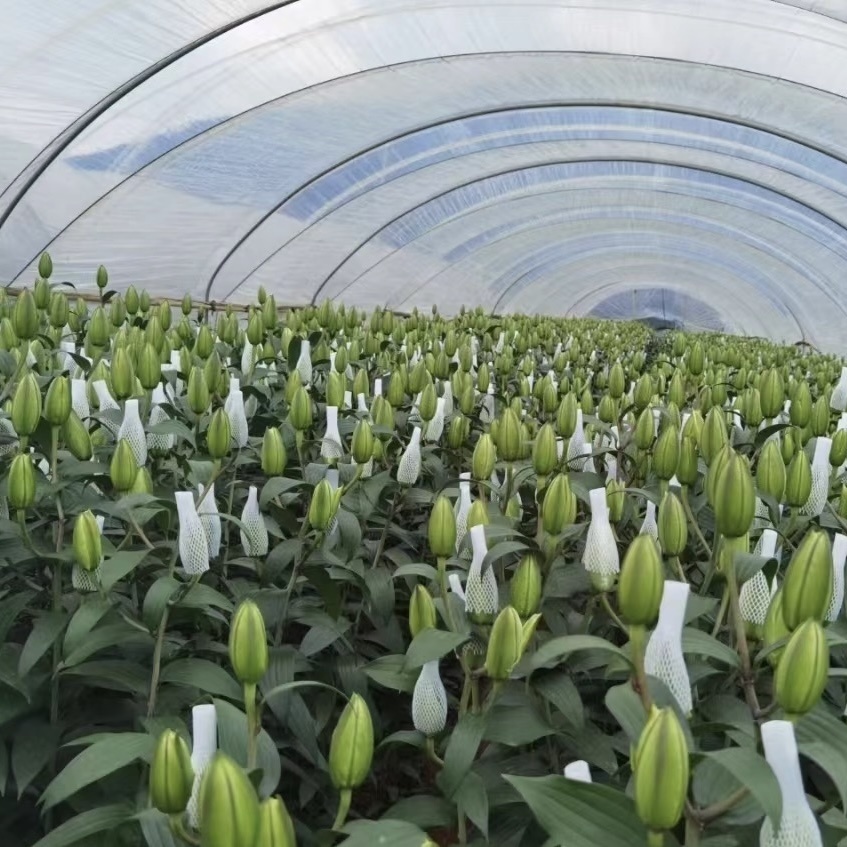 Single Arch Tunnel Greenhouse for Vegetable