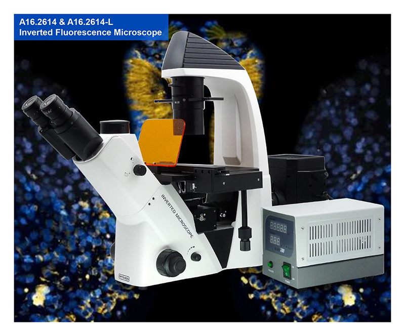 WF10x / 22mm Trinocular Inverted Biological Microscope A14.2603 Large Diameter Quintuple