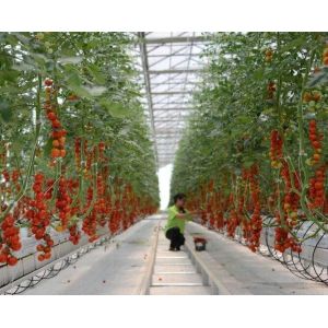 Side Height 3-7m Large Polycarbonate Greenhouse With Ventilation System