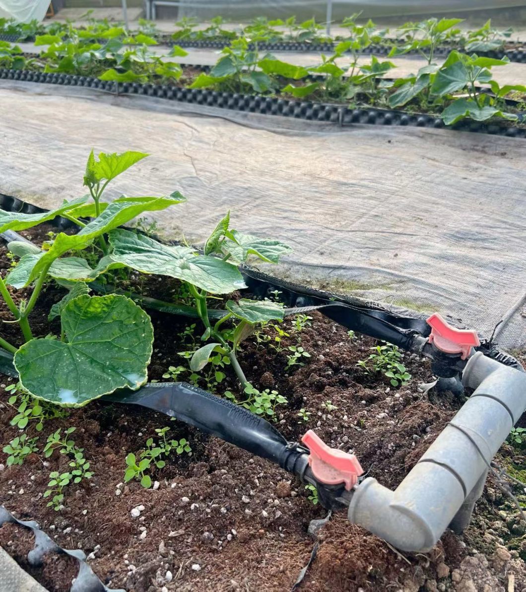 Multi-Span Plastic Tunnel Film Greenhouse