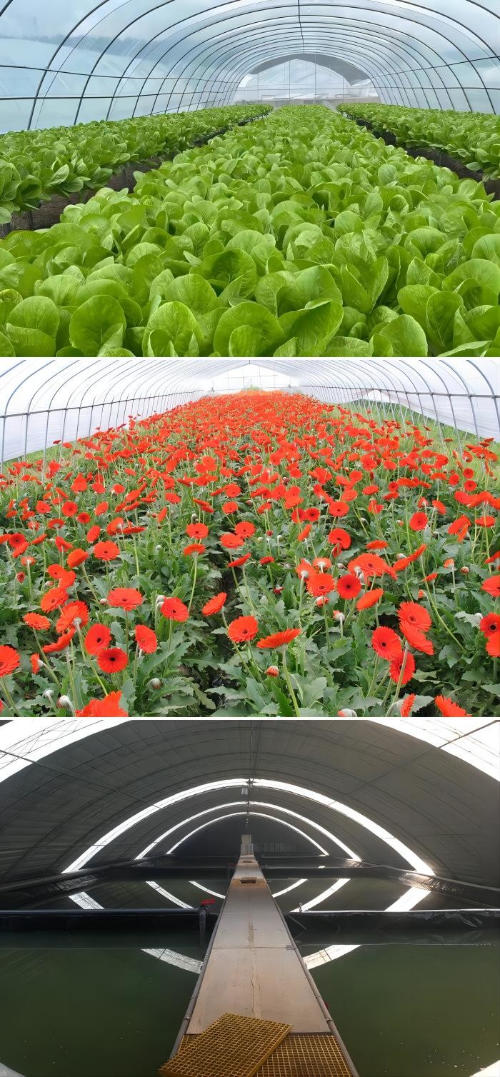 8m 9m 10m Plastic Polytunnel Greenhouse Agriculture Growing Vegetable Flower Fruit