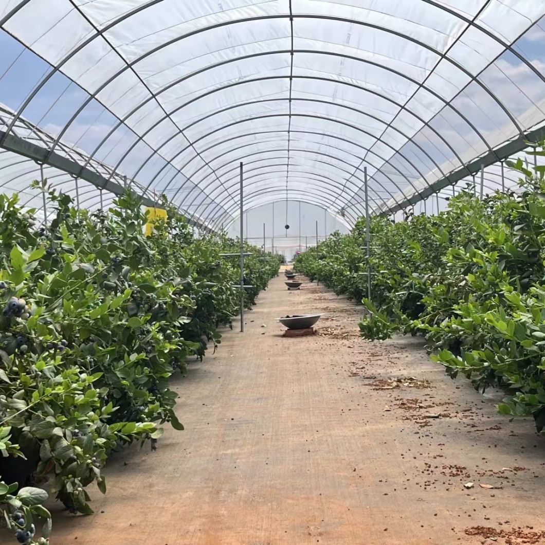 Drip Irrigation Tunnel Greenhouse for Vegetables