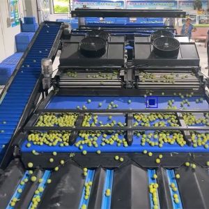 360° Rotational Scanning Plum Application 8 Lanes Industrial Automation System