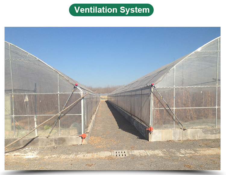 Insulation Agricultural Plastic Film Greenhouse for Single-Span at in 6m 8m 10m Width