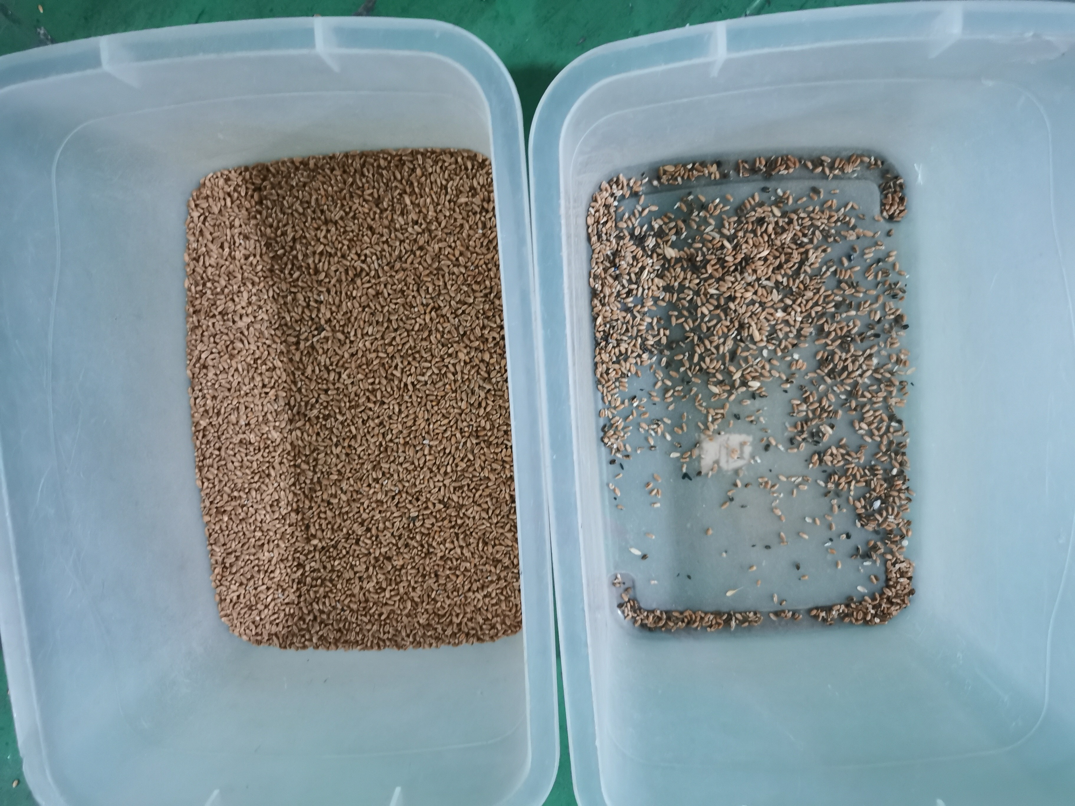 128 Channels Oat Wheat Color Sorter Machine High Sorting Accuracy