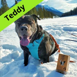 Teddy