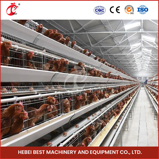 6 Tiers Chicken Egg Laying Cages Capacity 90/96/120/128/160/200 Star