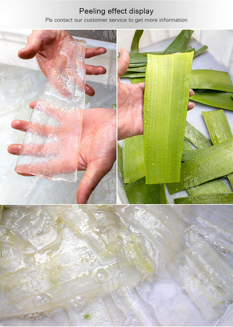 Aloe peeling machine processing production Peeling Machine