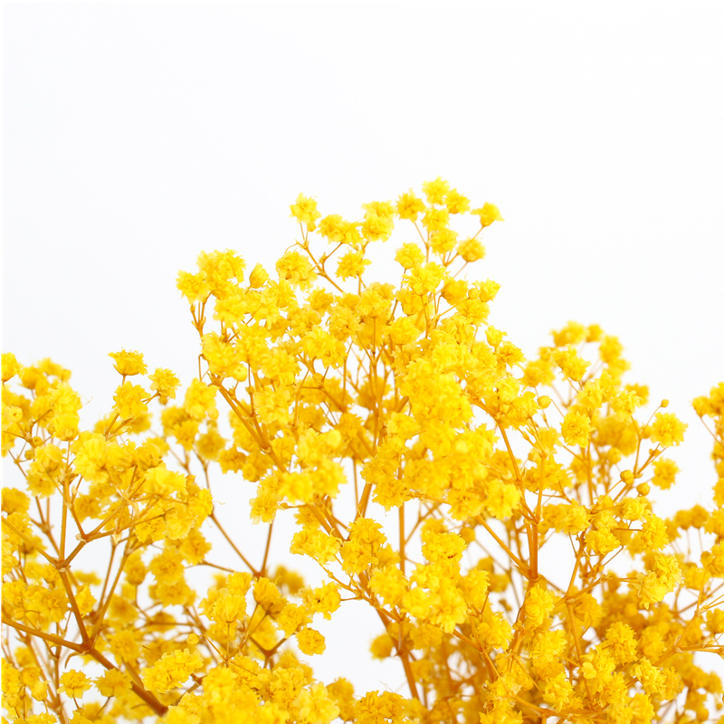 Non Toxic Harmless Preserved Baby Breath Flowers For Ins Valentine Gift