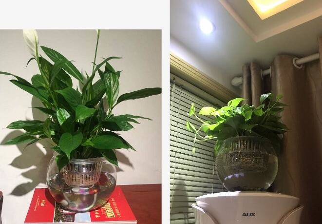 Water culture hydroponic plant glass transparent glass vase container green planter round fish tank water plant plants