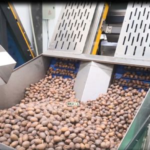 380V Mechanical Pecans Silver Sorting And Shelling Machine 360° Rotational