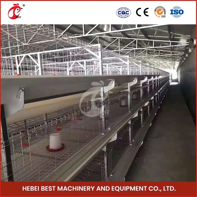 1.6m Wide 4 Tier Layer Cage For Poultry Farmers Rose
