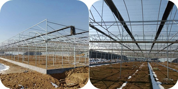 Single Layer Multi-Span Agricultural Greenhouses for Large-Scale Tomato Plant Farming