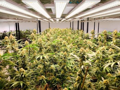 960W Commercial LED Growing Lights