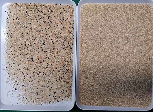 Embedded Software Sesame Color Sorter Machine