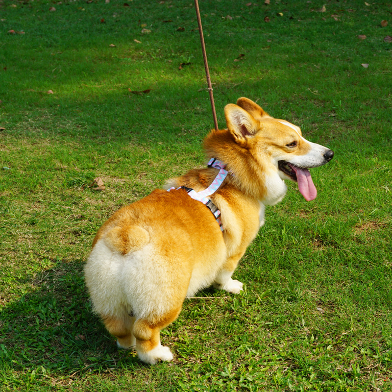 2023 Chengbei's Pet Supplies Dog Leash Vest with Reflective Strip and Solid Pattern