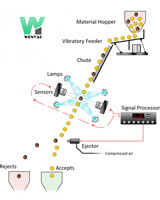 High Accuracy Intelligent WYB4 Belt Garlic Color Sorter Machine with Wifi Remote Control with CE Certificate