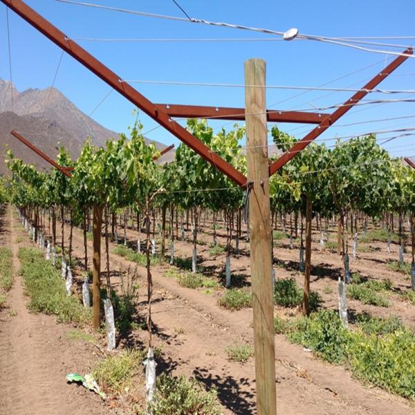 Anti Corrosive Vineyard Trellis Construction Metal Line Vineyard Posts 2.5mm