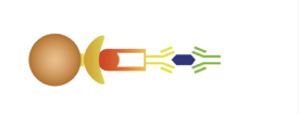 BeaverBeads 10-30μm Magros Streptavidin Magnetic Beads The Ultimate Solution For Protein Enrichment And Purification