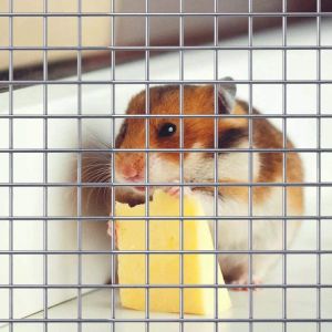  Factory Sale Various Galvanized Welded Wire Mesh Fencing Welded Wire Mesh Price fence wire mesh Manufactures