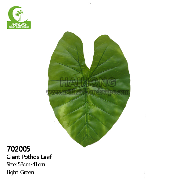 giant photots leaf