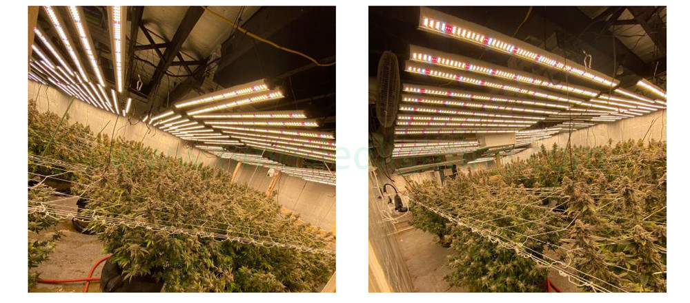 Growers Republic Smart Dimmable Indoor LED Grow Light 780W with UV IR Full Spectrum