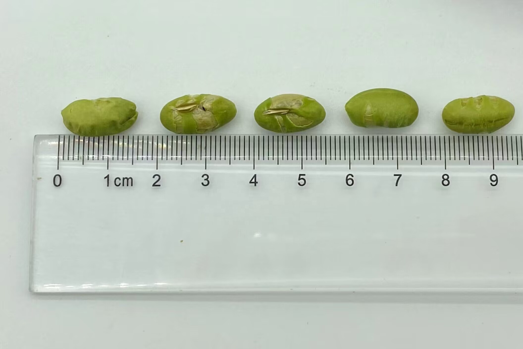 Nutritious Crispy Unsalted Dry Roasted Edamame Kernel Protein Packed Snack