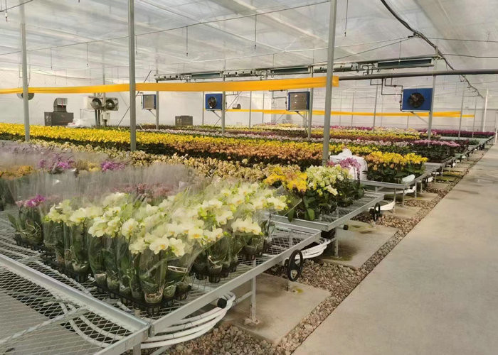 5x4 4x6 4x4 4x2 Polycarbonate Greenhouse Commercial With Tomato Growing System Large Hydroponic