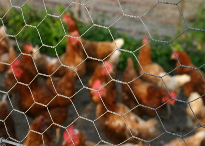 3/4'' Hexagonal Wire Netting