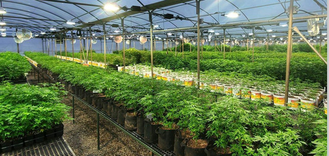 340W Optimal Greenhouse Home Grow Lights 2.6umol/J Full Spectrum Angle Adjustable