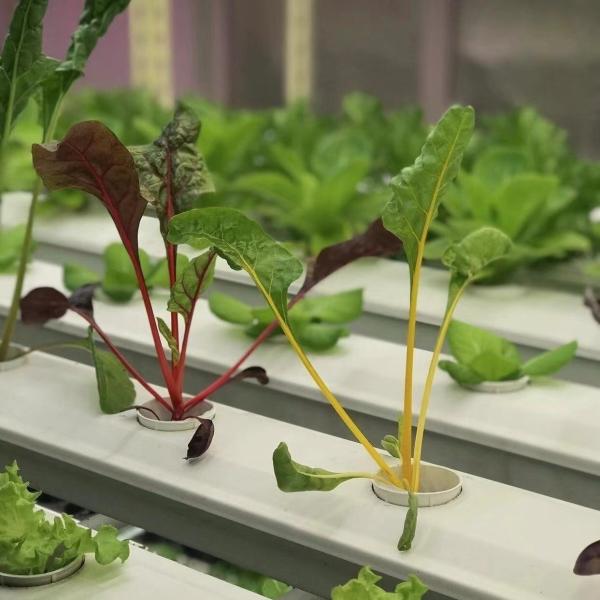 Greenhouse Roofing Sheet for Vegetables Shipping Cost and Estimated Delivery