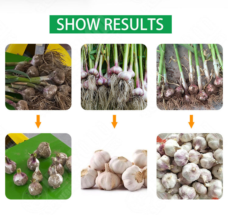 SUS304 Electric Fresh Garlic Root And Stem Cutting Machine Home Use garlic root cutter