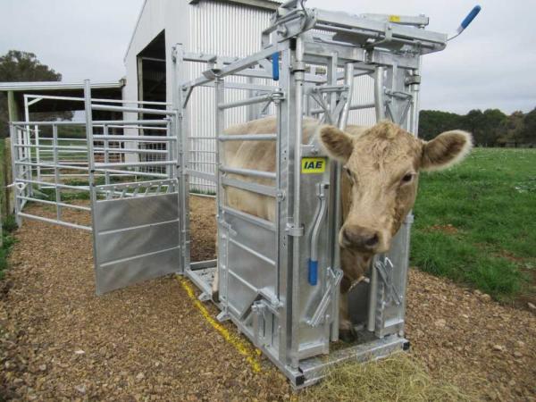 Hot Dipped Galvanized Cattle Head Bale 40x80mm Oval Rail Heavy Duty Cattle Crush