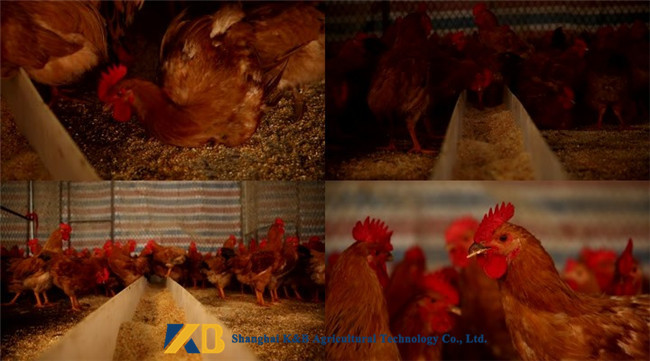 Bulk Chicken Feed Protein Leg Yellow Coloring Additive With Natural Corn Material