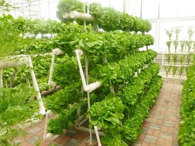 Vertical Farming Container Greenhouse with Hydroponic Features