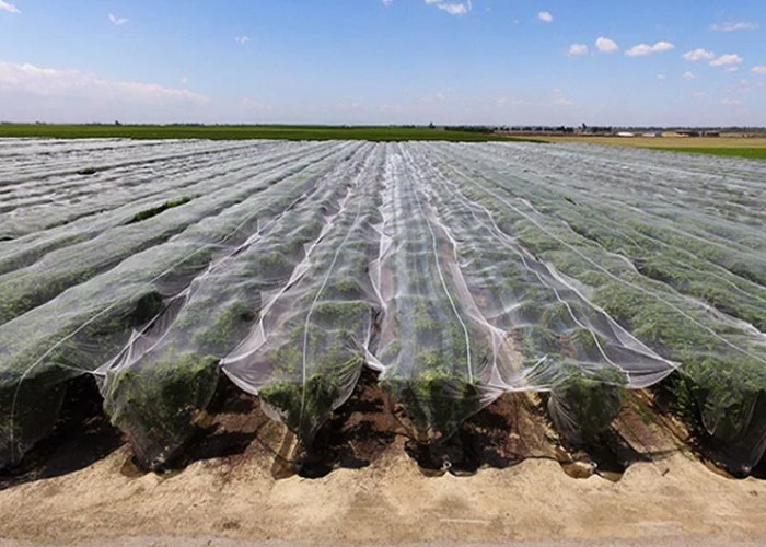High Performance Greenhouses Insect Mesh Netting 48% Porosity Easy Installation