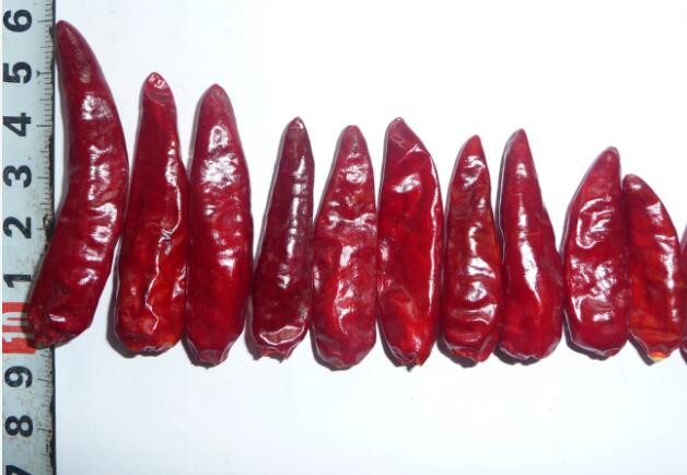 HALAL Whole Red Bullet Chilli Round 12% Moisture Anhydrous HACCP