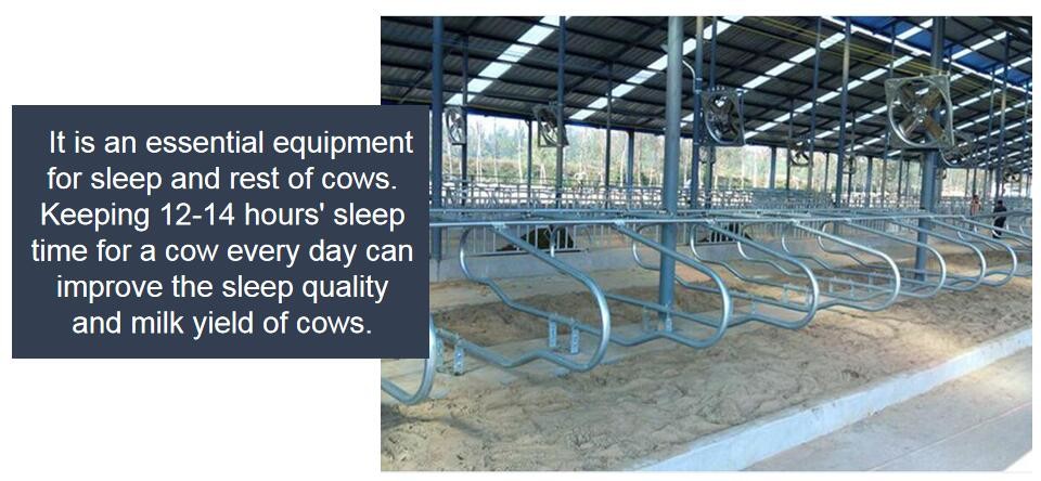 Cattle 9JY Type Acid Proof Free Stall Dairy Barn for Livestock