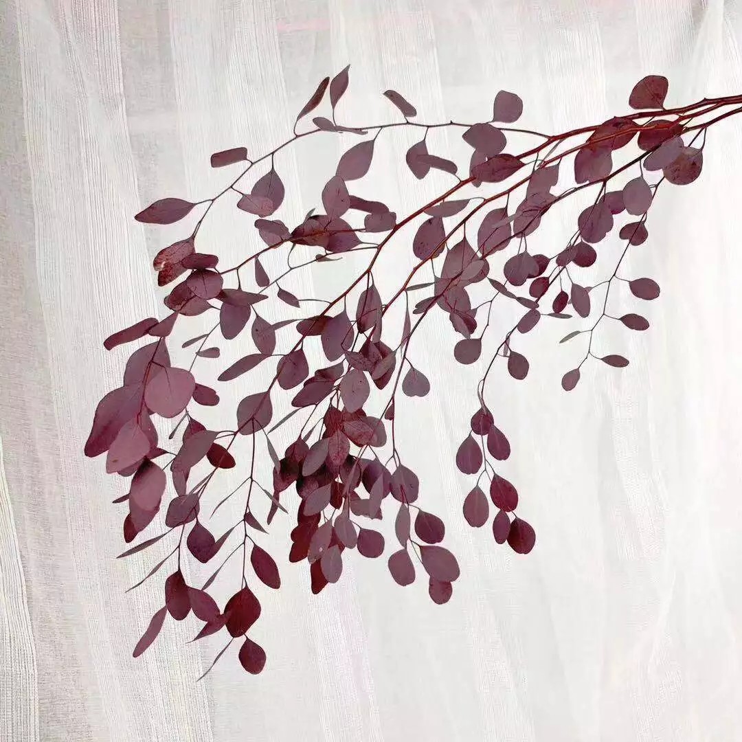 Wholesale preserved foliages preserved eucalyptus dry leaves gift rose
