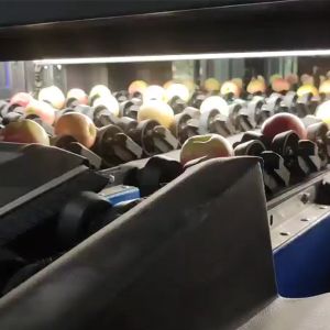 Automatic Apple Fruit Sorting Machine 380V / 50Hz With 99.9% Accuracy