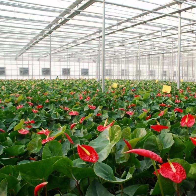 Guaranteed Quality Proper Price Intelligent Garden Glass Frame Agriculture Greenhouse Sale