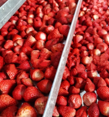 200kg/Batch Capacity Vacuum Freeze Dehydration Machine For Flower And Candy Freeze Dryer