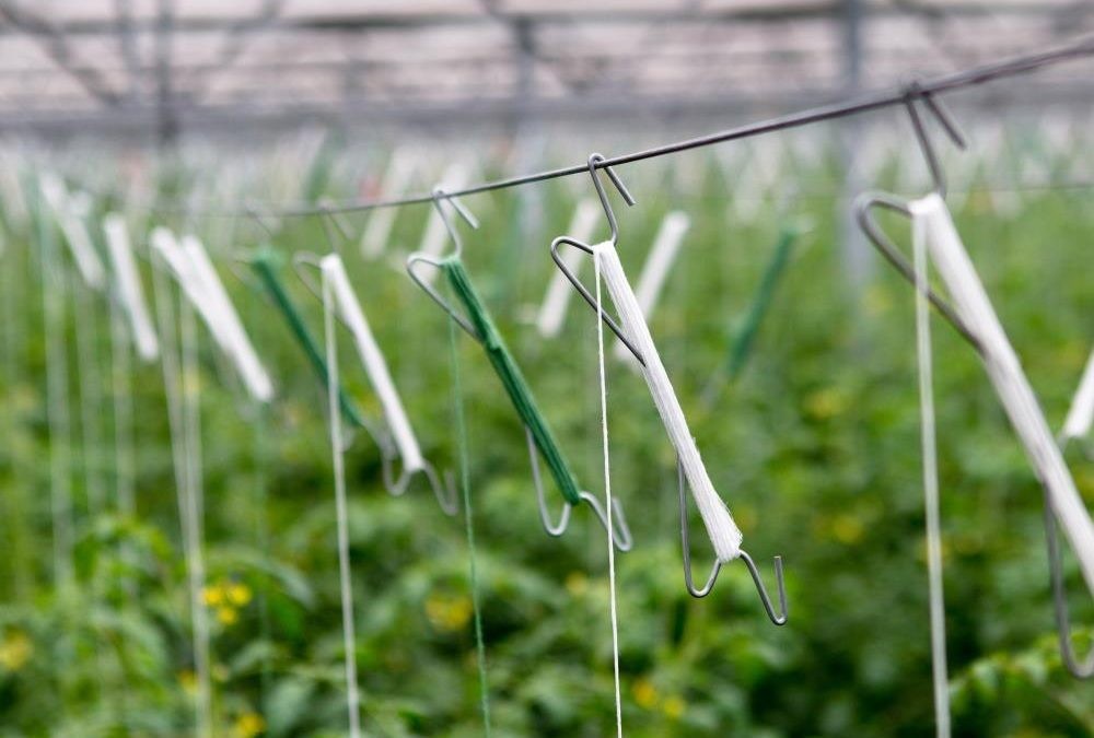 10m PP Tomato Trellis Twine With 10PCS J Hooks