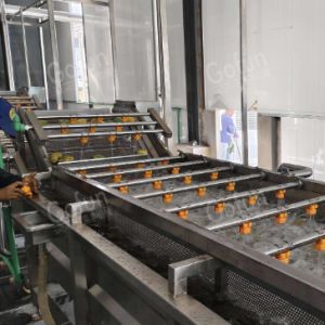 Pineapple Processing Line for Juice Concentrate and Dried Fruit