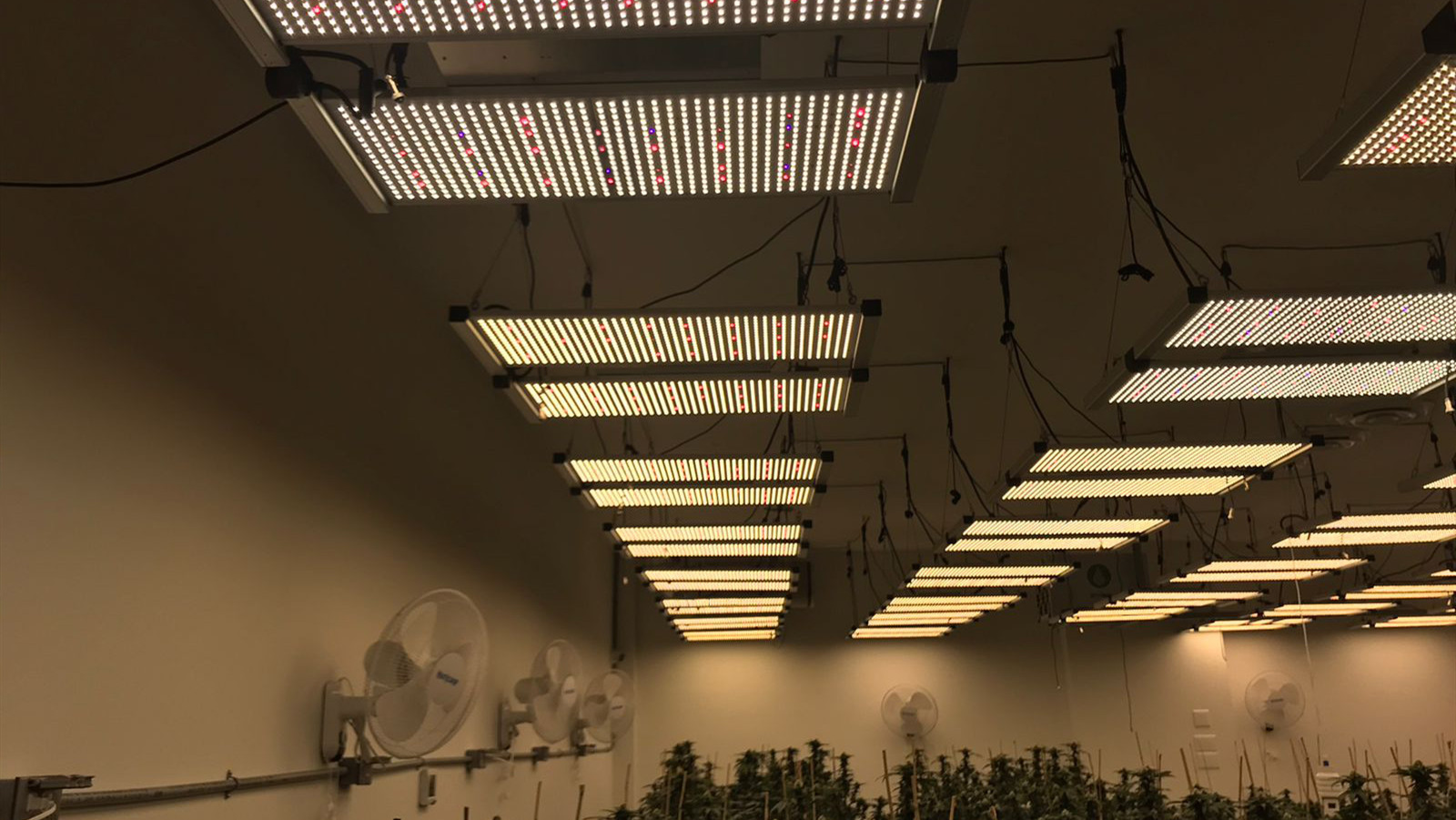 RedFarm 650W Samsung LM301H 3500K Quantum LED Grow Light Full Spectrum