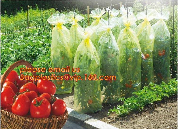 Multi-Span Plastic Film Cover Natural Ventilation Vegetable Greenhouse,Greenhouse Kits Plastic Greenhouse 200 micron gre