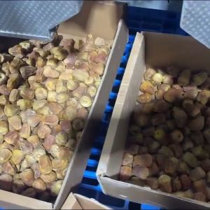 Industrial Dates Sorting Machine