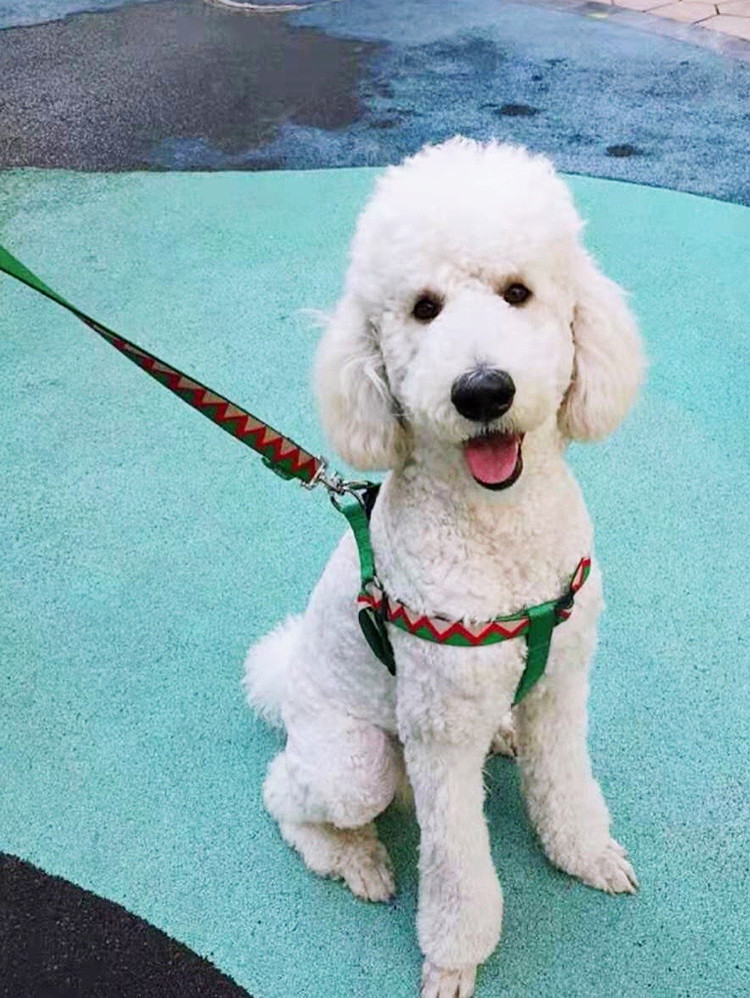 Neck Adjustable Dog Harness For Growing Puppy Retractable Pet Accessary