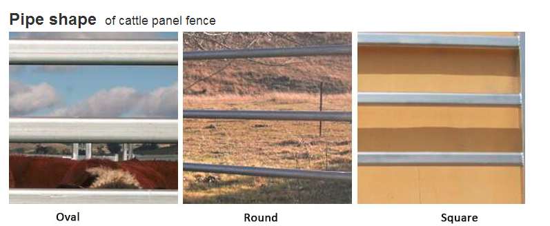 Australia standard galvanized cattle panel fence Cattle Crush,Cattle Chute