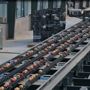  Intelligent Mechanical Apple Black Sorting And Grading Machine 6 Lanes Manufactures